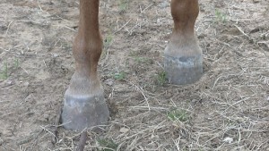 hoof growth