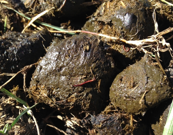Small Strongyles in Manure