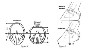 Hoof Balance - Horse Lovers Only.com